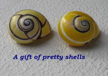 Pretty Shells