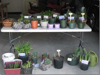 Plant Sale